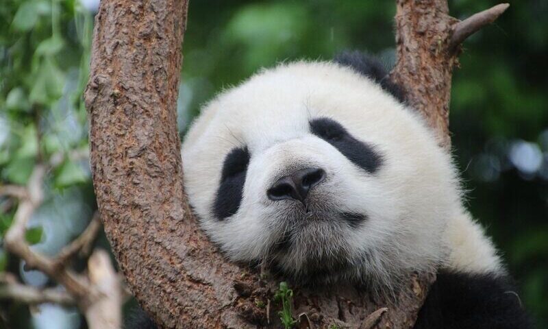 Google Panda - czym jest i jak działa?